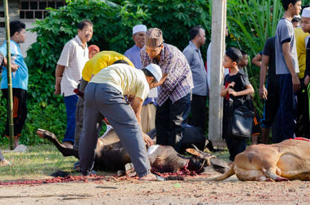 Kuala Terengganu, Malaysia - September 3, 2017: Group of Malaysian Muslims community butchering cow's meat during Eid Al-Adha Mubarak celebration, the Festival of Sacrifice to remember the story of Prophet Abraham and his son, Ismaelのeditorial素材