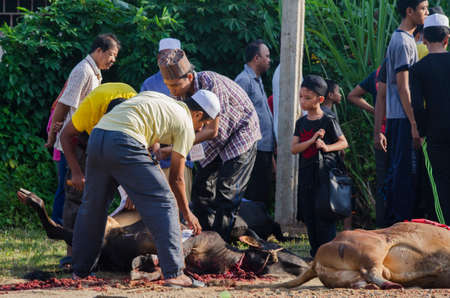 Kuala Terengganu, Malaysia - September 3, 2017: Group of Malaysian Muslims community butchering cow's meat during Eid Al-Adha Mubarak celebration, the Festival of Sacrifice to remember the story of Prophet Abraham and his son, Ismaelのeditorial素材
