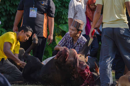 Kuala Terengganu, Malaysia - September 3, 2017: Group of Malaysian Muslims community butchering cow's meat during Eid Al-Adha Mubarak celebration, the Festival of Sacrifice to remember the story of Prophet Abraham and his son, Ismaelのeditorial素材