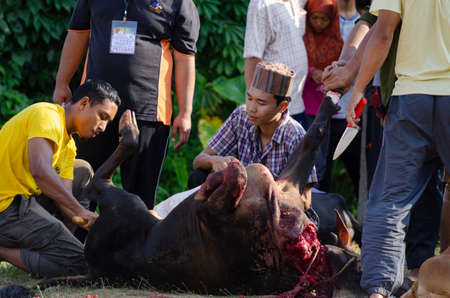 Kuala Terengganu, Malaysia - September 3, 2017: Group of Malaysian Muslims community butchering cow's meat during Eid Al-Adha Mubarak celebration, the Festival of Sacrifice to remember the story of Prophet Abraham and his son, Ismaelのeditorial素材