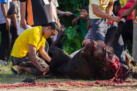 Kuala Terengganu, Malaysia - September 3, 2017: Group of Malaysian Muslims community butchering cow's meat during Eid Al-Adha Mubarak celebration, the Festival of Sacrifice to remember the story of Prophet Abraham and his son, Ismaelのeditorial素材