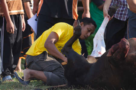 Kuala Terengganu, Malaysia - September 3, 2017: Group of Malaysian Muslims community butchering cow's meat during Eid Al-Adha Mubarak celebration, the Festival of Sacrifice to remember the story of Prophet Abraham and his son, Ismaelのeditorial素材