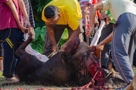 Kuala Terengganu, Malaysia - September 3, 2017: Group of Malaysian Muslims community butchering cow's meat during Eid Al-Adha Mubarak celebration, the Festival of Sacrifice to remember the story of Prophet Abraham and his son, Ismaelのeditorial素材