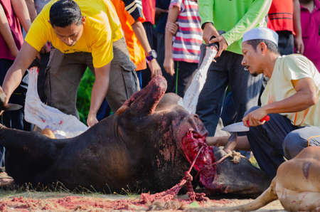 Kuala Terengganu, Malaysia - September 3, 2017: Group of Malaysian Muslims community butchering cow's meat during Eid Al-Adha Mubarak celebration, the Festival of Sacrifice to remember the story of Prophet Abraham and his son, Ismaelのeditorial素材
