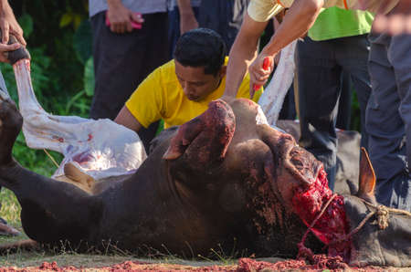 Kuala Terengganu, Malaysia - September 3, 2017: Group of Malaysian Muslims community butchering cow's meat during Eid Al-Adha Mubarak celebration, the Festival of Sacrifice to remember the story of Prophet Abraham and his son, Ismaelのeditorial素材