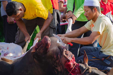 Kuala Terengganu, Malaysia - September 3, 2017: Group of Malaysian Muslims community butchering cow's meat during Eid Al-Adha Mubarak celebration, the Festival of Sacrifice to remember the story of Prophet Abraham and his son, Ismaelのeditorial素材