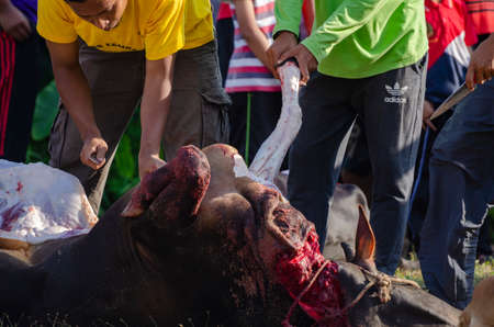 Kuala Terengganu, Malaysia - September 3, 2017: Group of Malaysian Muslims community butchering cow's meat during Eid Al-Adha Mubarak celebration, the Festival of Sacrifice to remember the story of Prophet Abraham and his son, Ismaelのeditorial素材
