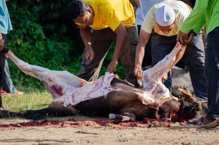 Kuala Terengganu, Malaysia - September 3, 2017: Group of Malaysian Muslims community butchering cow's meat during Eid Al-Adha Mubarak celebration, the Festival of Sacrifice to remember the story of Prophet Abraham and his son, Ismaelのeditorial素材