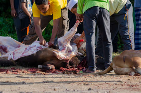 Kuala Terengganu, Malaysia - September 3, 2017: Group of Malaysian Muslims community butchering cow's meat during Eid Al-Adha Mubarak celebration, the Festival of Sacrifice to remember the story of Prophet Abraham and his son, Ismaelのeditorial素材