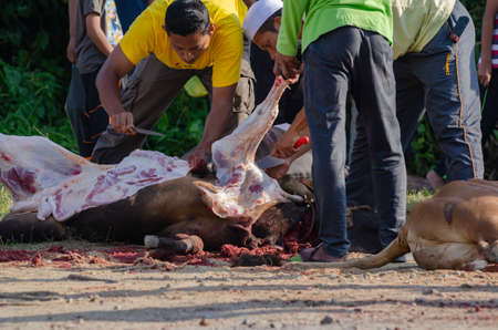 Kuala Terengganu, Malaysia - September 3, 2017: Group of Malaysian Muslims community butchering cow's meat during Eid Al-Adha Mubarak celebration, the Festival of Sacrifice to remember the story of Prophet Abraham and his son, Ismaelのeditorial素材