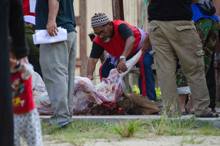Kuala Terengganu, Malaysia - September 3, 2017: Group of Malaysian Muslims community butchering cow's meat during Eid Al-Adha Mubarak celebration, the Festival of Sacrifice to remember the story of Prophet Abraham and his son, Ismaelのeditorial素材