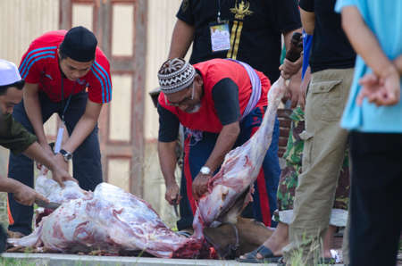 Kuala Terengganu, Malaysia - September 3, 2017: Group of Malaysian Muslims community butchering cow's meat during Eid Al-Adha Mubarak celebration, the Festival of Sacrifice to remember the story of Prophet Abraham and his son, Ismaelのeditorial素材