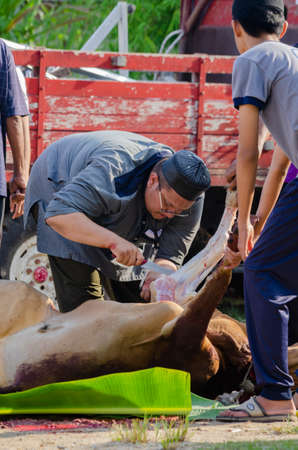 Kuala Terengganu, Malaysia - September 3, 2017: Group of Malaysian Muslims community butchering cow's meat during Eid Al-Adha Mubarak celebration, the Festival of Sacrifice to remember the story of Prophet Abraham and his son, Ismaelのeditorial素材