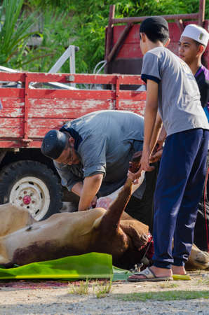 Kuala Terengganu, Malaysia - September 3, 2017: Group of Malaysian Muslims community butchering cow's meat during Eid Al-Adha Mubarak celebration, the Festival of Sacrifice to remember the story of Prophet Abraham and his son, Ismaelのeditorial素材