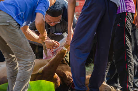 Kuala Terengganu, Malaysia - September 3, 2017: Group of Malaysian Muslims community butchering cow's meat during Eid Al-Adha Mubarak celebration, the Festival of Sacrifice to remember the story of Prophet Abraham and his son, Ismaelのeditorial素材