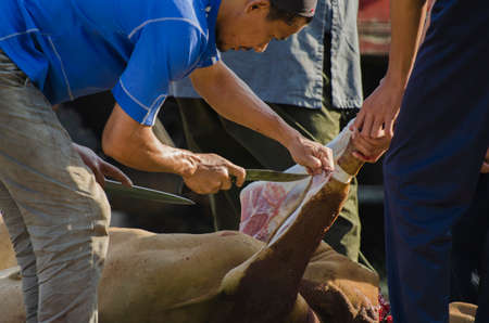 Kuala Terengganu, Malaysia - September 3, 2017: Group of Malaysian Muslims community butchering cow's meat during Eid Al-Adha Mubarak celebration, the Festival of Sacrifice to remember the story of Prophet Abraham and his son, Ismaelのeditorial素材