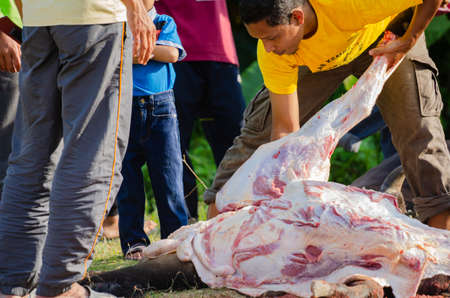 Kuala Terengganu, Malaysia - September 3, 2017: Group of Malaysian Muslims community butchering cow's meat during Eid Al-Adha Mubarak celebration, the Festival of Sacrifice to remember the story of Prophet Abraham and his son, Ismaelのeditorial素材