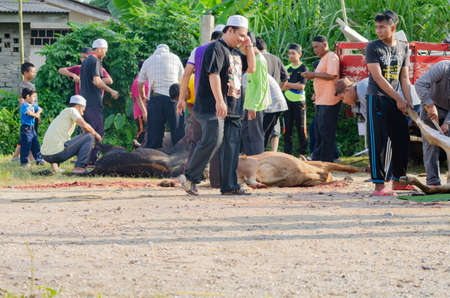 Kuala Terengganu, Malaysia - September 3, 2017: Group of Malaysian Muslims community butchering cow's meat during Eid Al-Adha Mubarak celebration, the Festival of Sacrifice to remember the story of Prophet Abraham and his son, Ismaelのeditorial素材