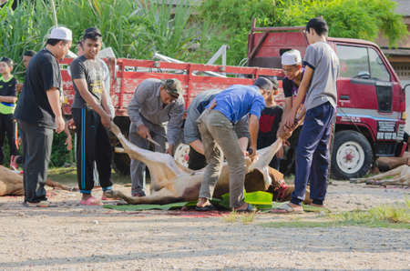Kuala Terengganu, Malaysia - September 3, 2017: Group of Malaysian Muslims community butchering cow's meat during Eid Al-Adha Mubarak celebration, the Festival of Sacrifice to remember the story of Prophet Abraham and his son, Ismaelのeditorial素材