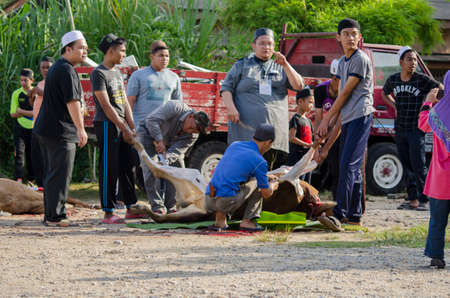 Kuala Terengganu, Malaysia - September 3, 2017: Group of Malaysian Muslims community butchering cow's meat during Eid Al-Adha Mubarak celebration, the Festival of Sacrifice to remember the story of Prophet Abraham and his son, Ismaelのeditorial素材
