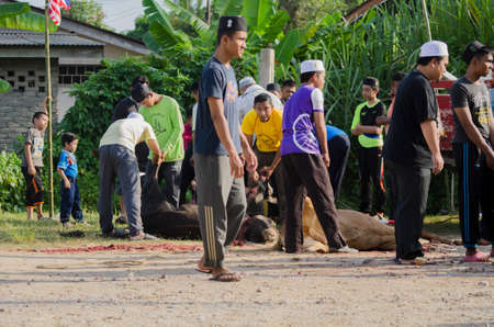 Kuala Terengganu, Malaysia - September 3, 2017: Group of Malaysian Muslims community butchering cow's meat during Eid Al-Adha Mubarak celebration, the Festival of Sacrifice to remember the story of Prophet Abraham and his son, Ismaelのeditorial素材