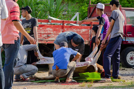 Kuala Terengganu, Malaysia - September 3, 2017: Group of Malaysian Muslims community butchering cow's meat during Eid Al-Adha Mubarak celebration, the Festival of Sacrifice to remember the story of Prophet Abraham and his son, Ismaelのeditorial素材