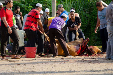 Kuala Terengganu, Malaysia - September 3, 2017: Group of Malaysian Muslims community butchering cow's meat during Eid Al-Adha Mubarak celebration, the Festival of Sacrifice to remember the story of Prophet Abraham and his son, Ismaelのeditorial素材