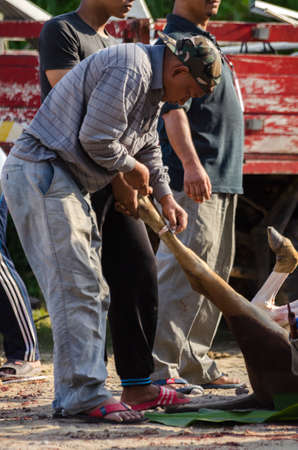 Kuala Terengganu, Malaysia - September 3, 2017: Group of Malaysian Muslims community butchering cow's meat during Eid Al-Adha Mubarak celebration, the Festival of Sacrifice to remember the story of Prophet Abraham and his son, Ismaelのeditorial素材