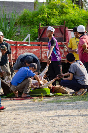 Kuala Terengganu, Malaysia - September 3, 2017: Group of Malaysian Muslims community butchering cow's meat during Eid Al-Adha Mubarak celebration, the Festival of Sacrifice to remember the story of Prophet Abraham and his son, Ismaelのeditorial素材