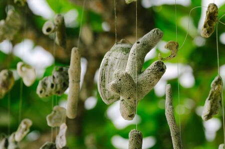 Coral hanging a tree on the beach at against beautiful nature of Nipah Bay at Pangkor Island, Malaysiaの写真素材