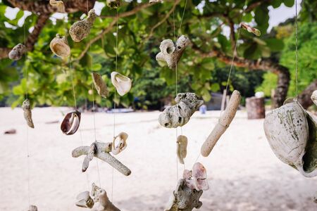 Coral hanging a tree on the beach at against beautiful nature of Nipah Bay at Pangkor Island, Malaysiaの写真素材