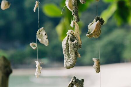 Coral hanging a tree on the beach at against beautiful nature of Nipah Bay at Pangkor Island, Malaysiaの写真素材