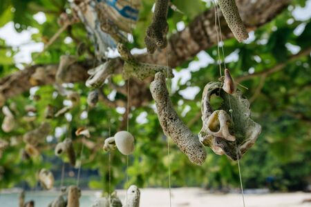 Coral hanging a tree on the beach at against beautiful nature of Nipah Bay at Pangkor Island, Malaysiaの写真素材