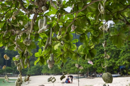 Coral hanging a tree on the beach at against beautiful nature of Nipah Bay at Pangkor Island, Malaysiaの写真素材