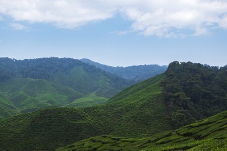 beautiful tea farm scenery under cloudy sky at Cameron Highland, Malaysiaの写真素材