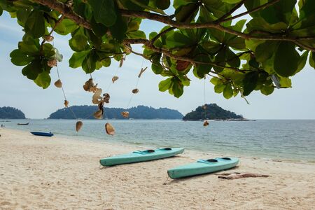 Coral hanging a tree on the beach at Nipah Bay Pangkor Island, Malaysiaの写真素材