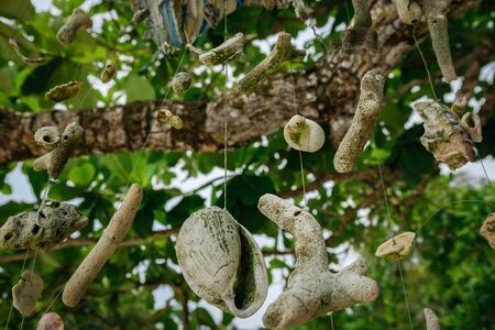 Coral hanging a tree on the beach at against beautiful nature of Nipah Bay at Pangkor Island, Malaysiaの写真素材