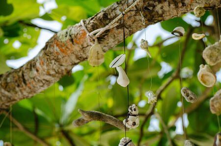 Coral hanging a tree on the beach at against beautiful nature of Nipah Bay at Pangkor Island, Malaysiaの写真素材