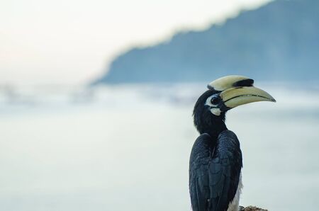 Oriental hornbill (Anthracoceros albirostris) freely live in nature is one of an attraction at Pangkor Island, Malaysiaの写真素材