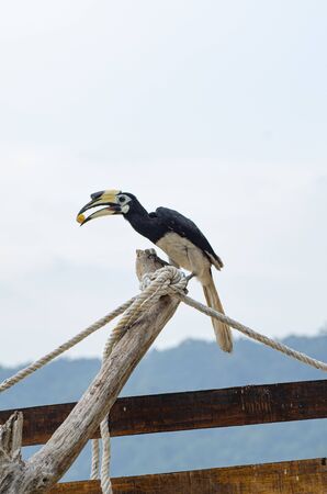 Oriental hornbill (Anthracoceros albirostris) freely live in nature is one of an attraction at Pangkor Island, Malaysiaの写真素材