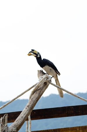 Oriental hornbill (Anthracoceros albirostris) freely live in nature is one of an attraction at Pangkor Island, Malaysiaの写真素材