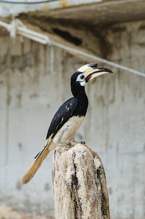 Oriental hornbill (Anthracoceros albirostris) freely live in nature is one of an attraction at Pangkor Island, Malaysiaの写真素材