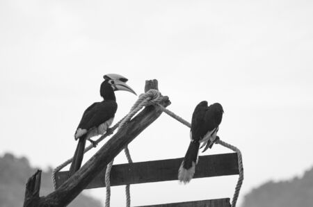 Oriental hornbill (Anthracoceros albirostris) freely live in nature is one of an attraction at Pangkor Island, Malaysiaの写真素材