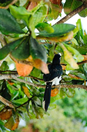 Oriental hornbill (Anthracoceros albirostris) freely live in nature is one of an attraction at Pangkor Island, Malaysiaの写真素材
