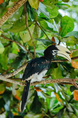 Oriental hornbill (Anthracoceros albirostris) freely live in nature is one of an attraction at Pangkor Island, Malaysiaの写真素材