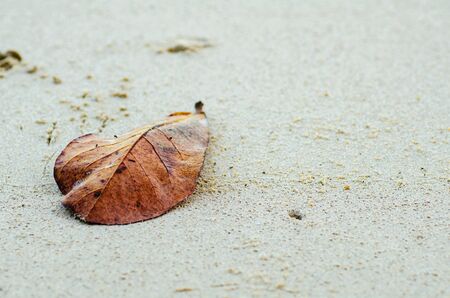 fallen old leaf on sandy beach.selective focus shotの写真素材
