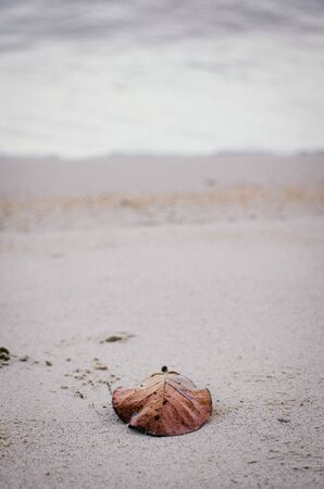fallen old leaf on sandy beach.selective focus shot