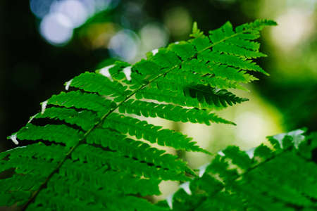 Beautiful ferns leaves green foliage againts shallow depth of field background in nature. selective focus shotの写真素材
