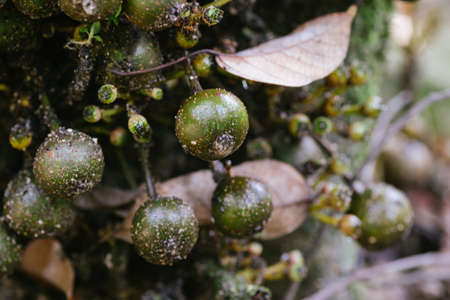 Macro closeup shot a cluster of wild fruit on the tree in the rainforest. selective focus shotの写真素材