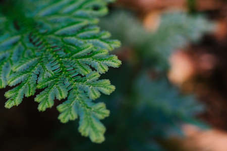 Beautiful ferns leaves green foliage againts shallow depth of field background in nature. selective focus shotの写真素材
